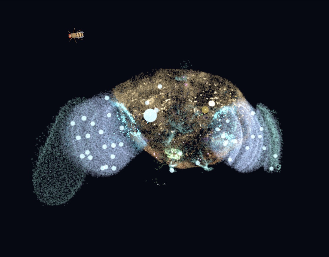 Silicon Fly